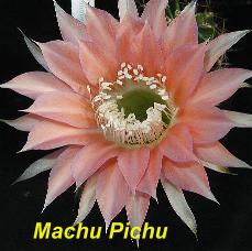 EP-H. Machu Pichu.4.1.jpg 